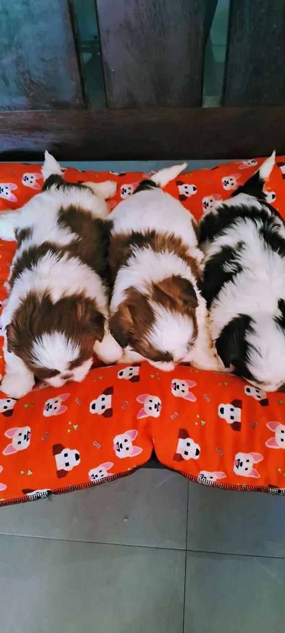 Filhote de shihtzu  - Foto 5