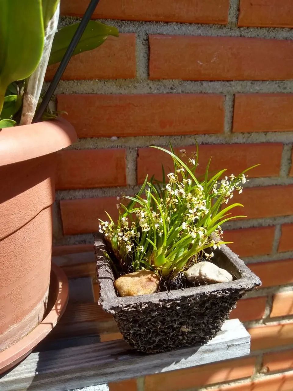 Mini Orquídea  - Foto 3
