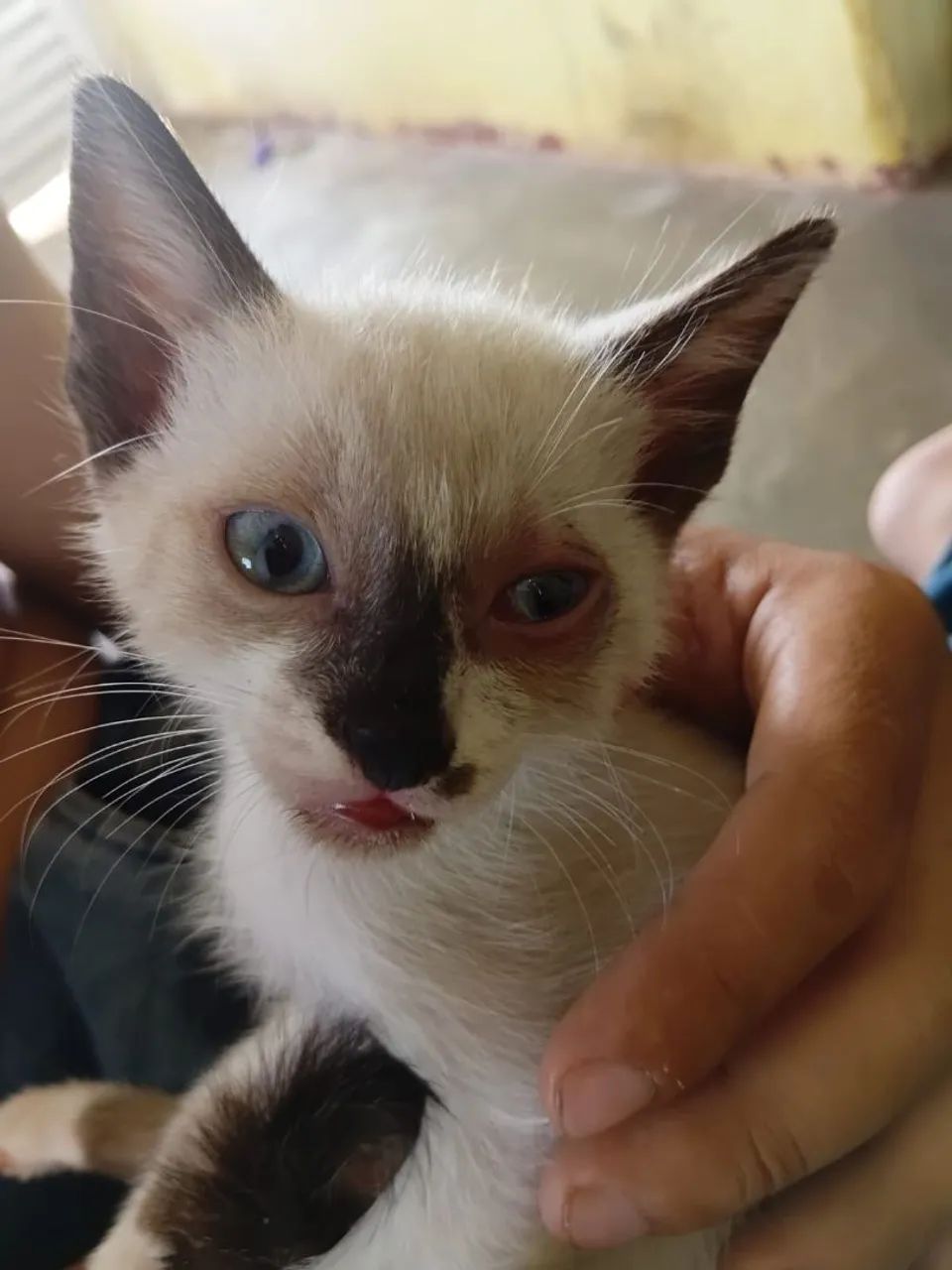 Gatinho de quase 2 meses  - Foto 5