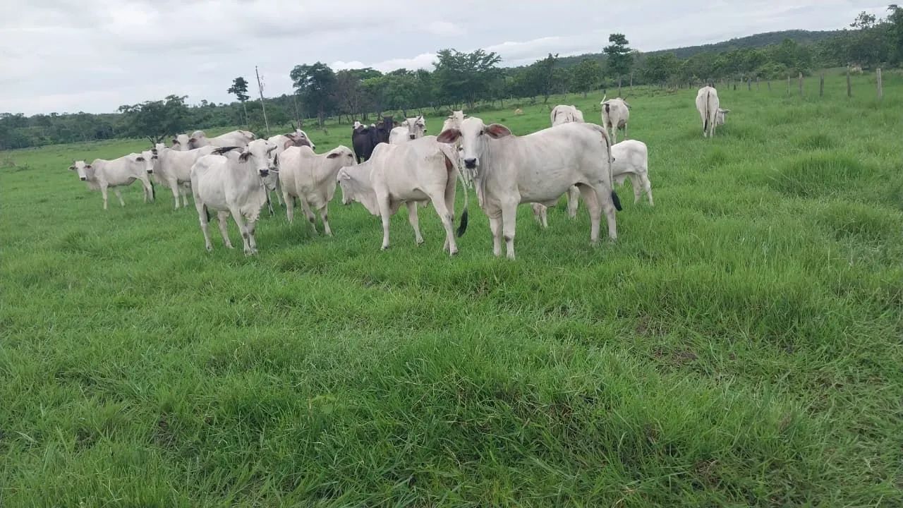 Chácara 
