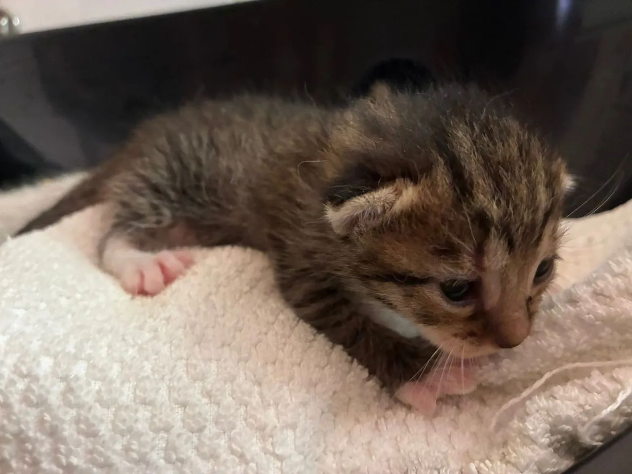 Gatinhos para Adoção Responsável somente após o desmame - Foto 2
