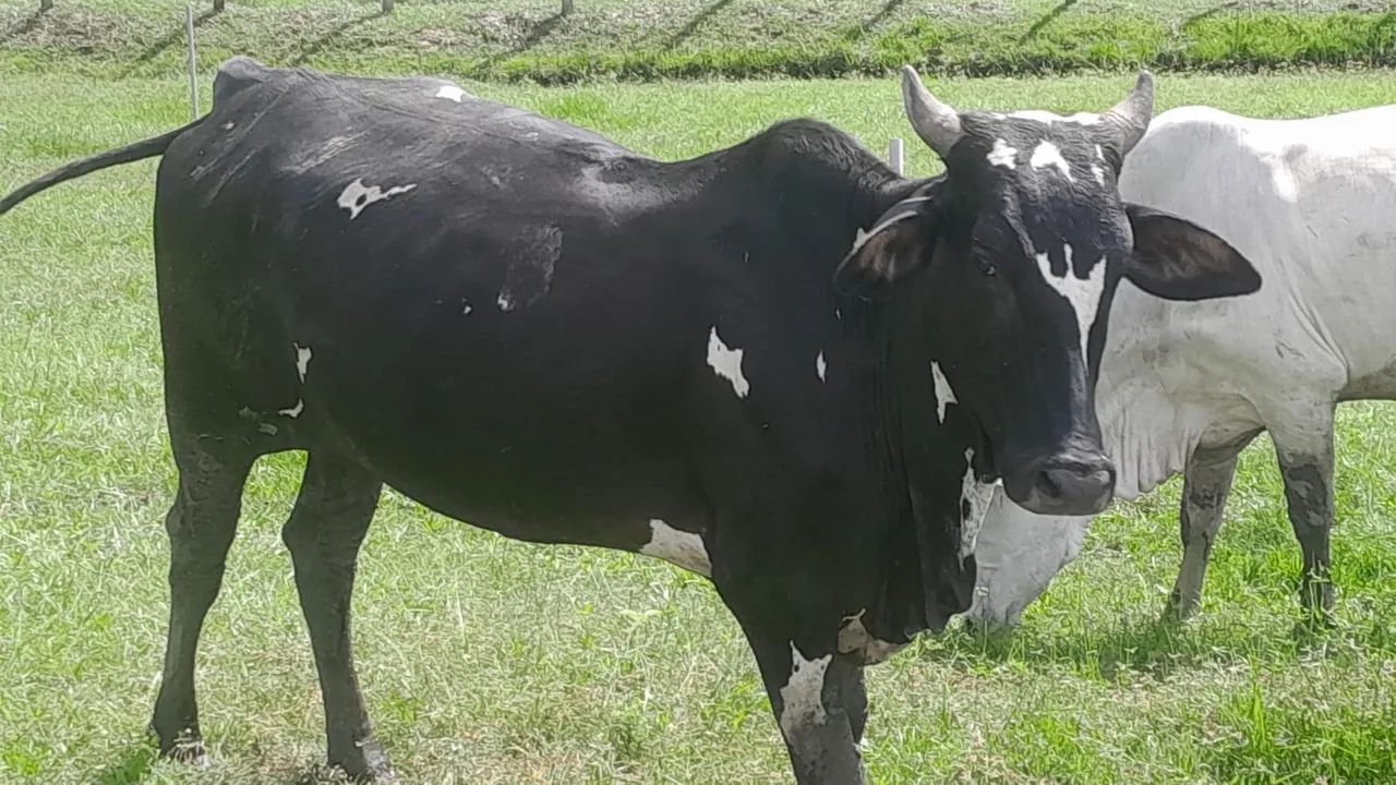 10 novinhas 1 bezerro  - Foto 5