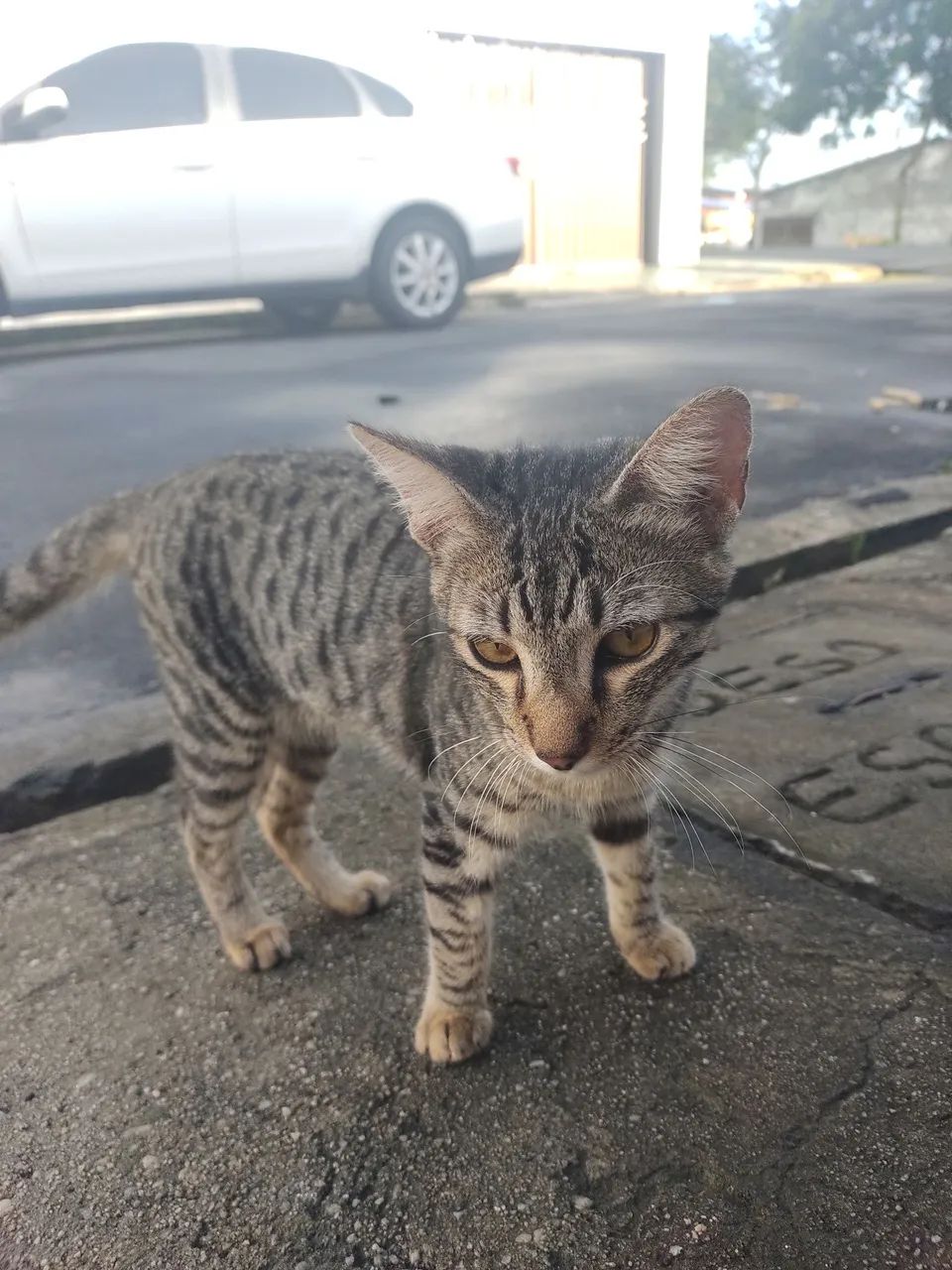 Doação de gato - Foto 3
