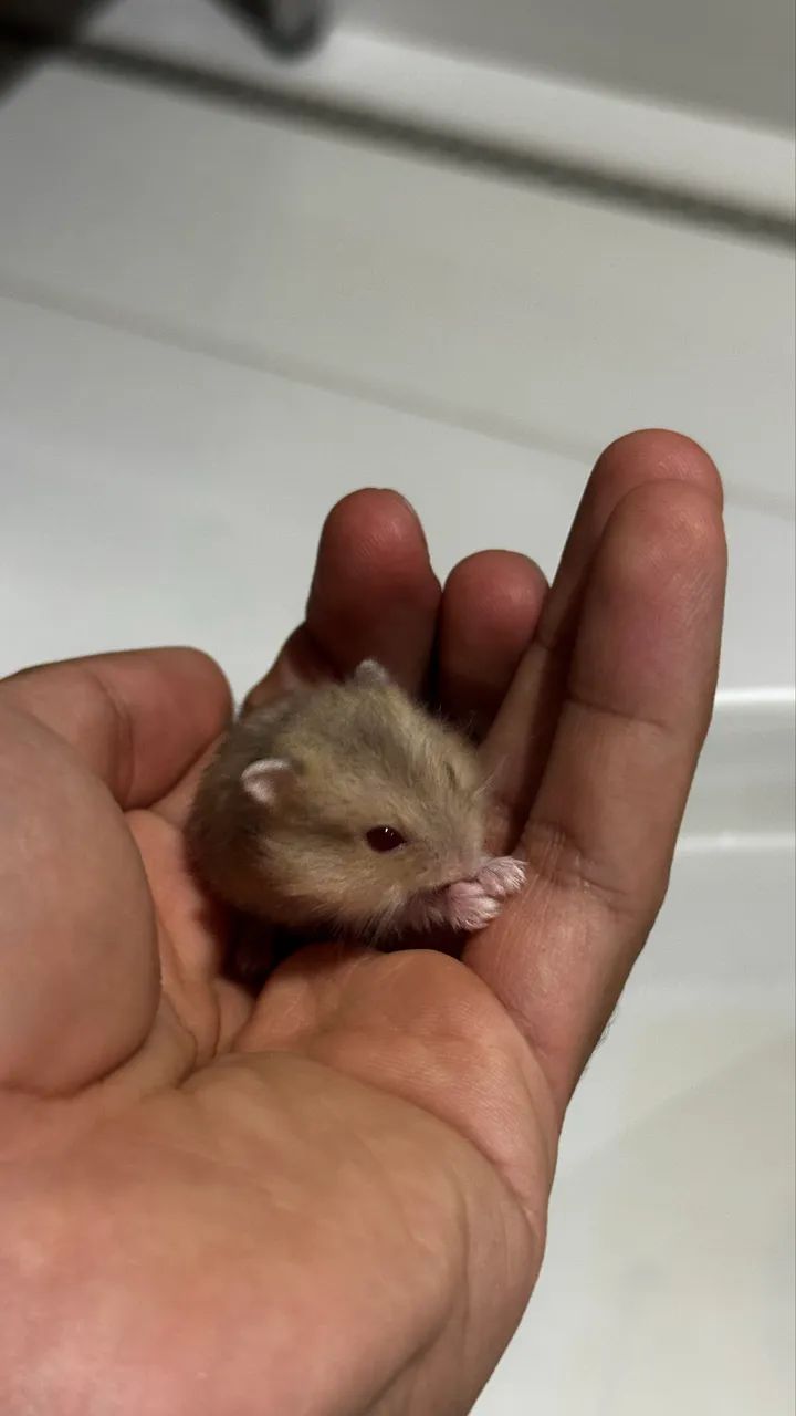 Hamsters Anão Russo Branco - Foto 3