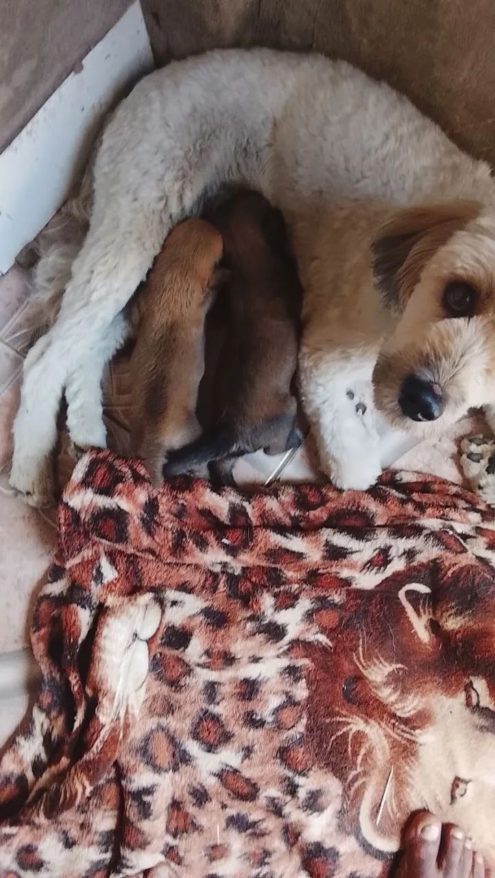 Cães pastor catalão filhote  - Foto 5