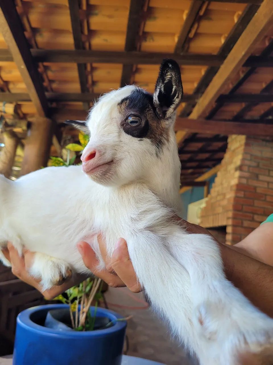 Mini cabras  - Foto 2