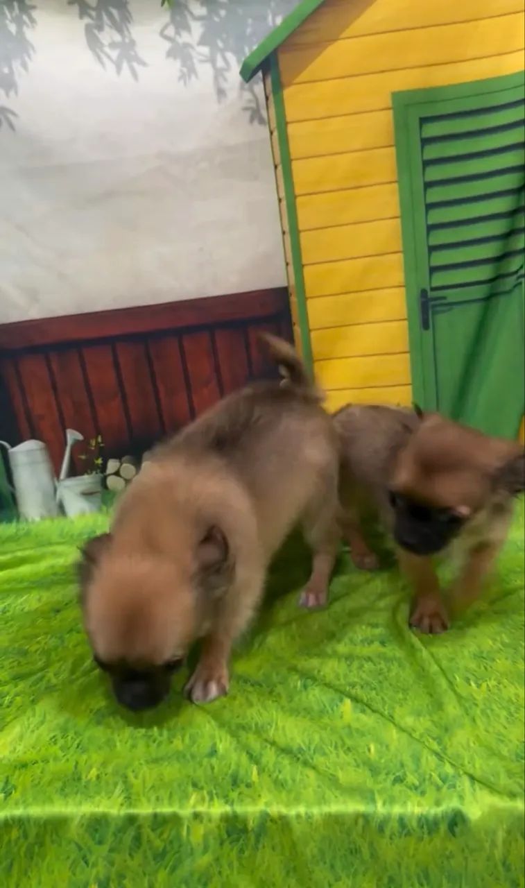Machinho de Chihuahuas  - Foto 4