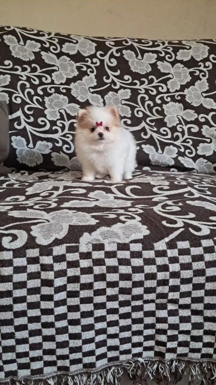 Fêmea Spitz 