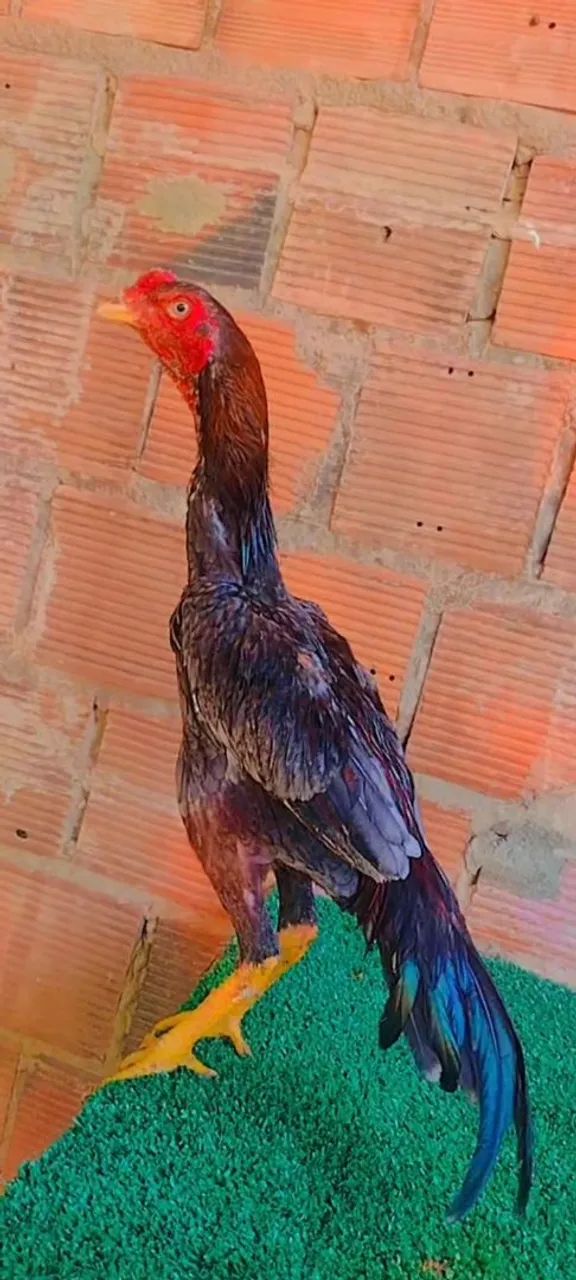 Frangos de raça