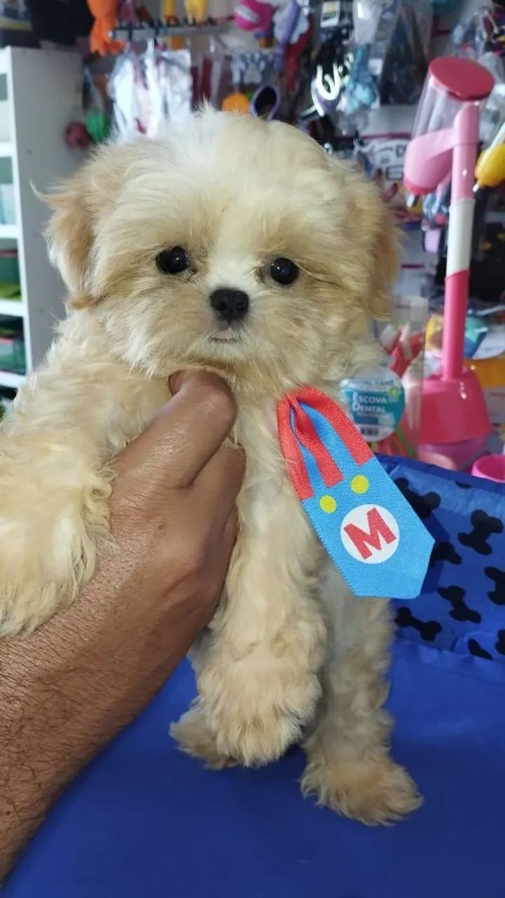 Shitzu macho mini
