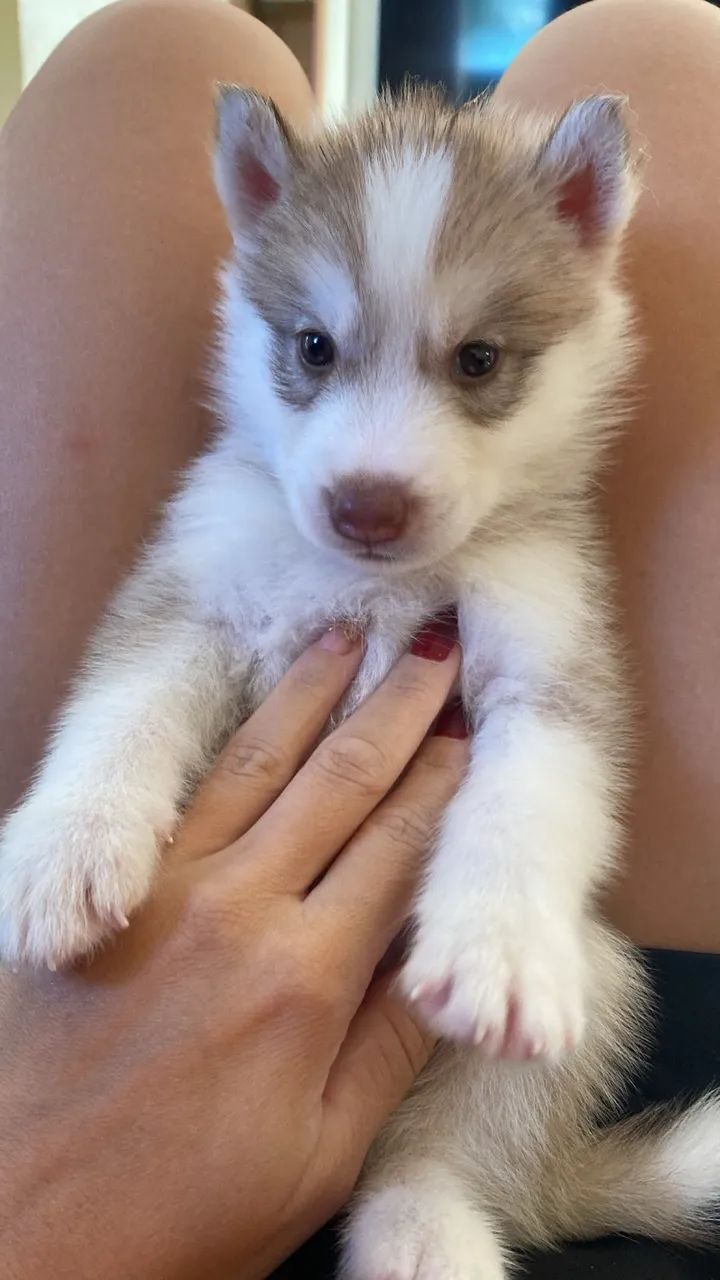 husky siberiano