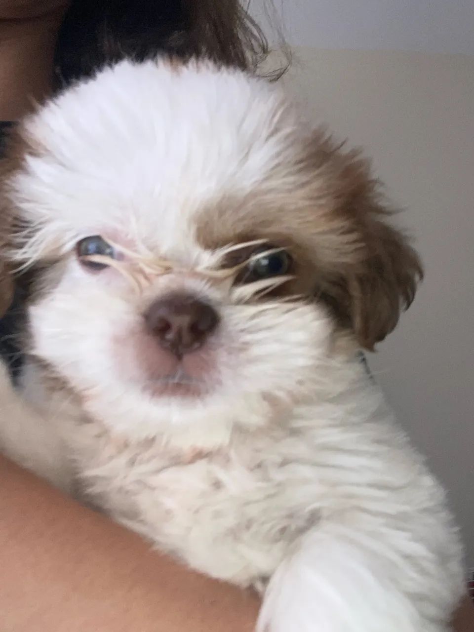 Vendo Shitzuh Macho  - Foto 4