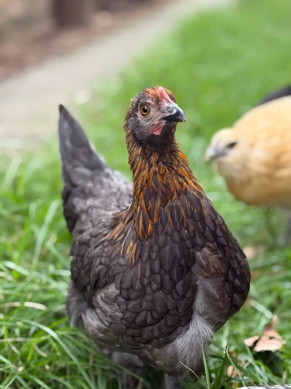 Marans ovos - Foto 5