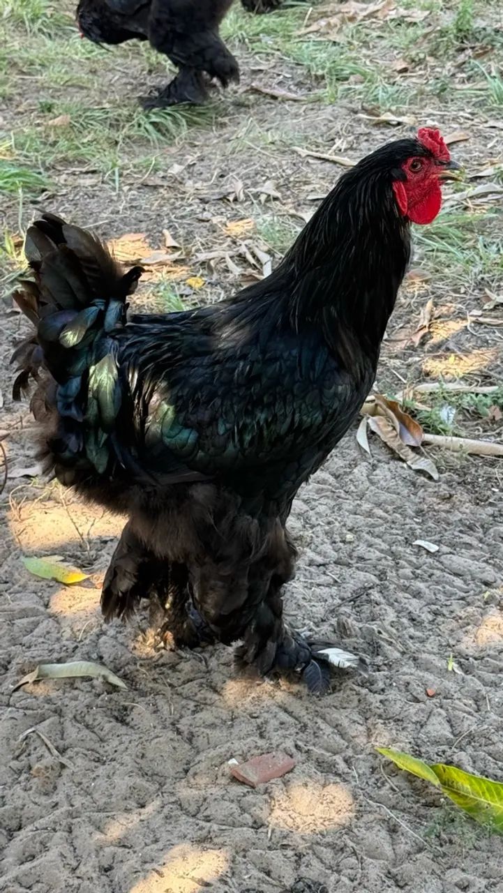 Galo Brahma 