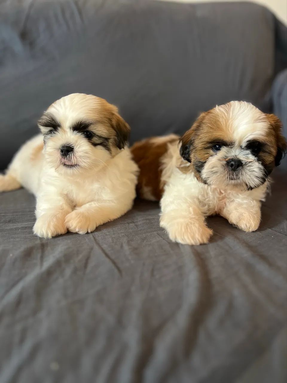 Shih tzu  - Foto 2