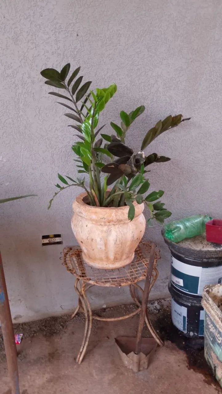 Zamiocucca 