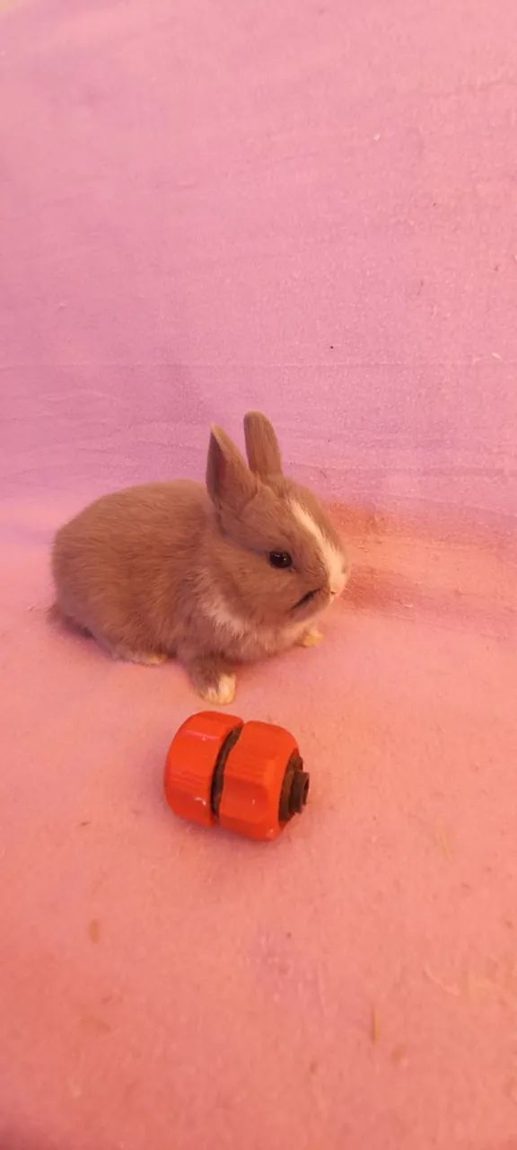 Netherland Dwarf  - Foto 4