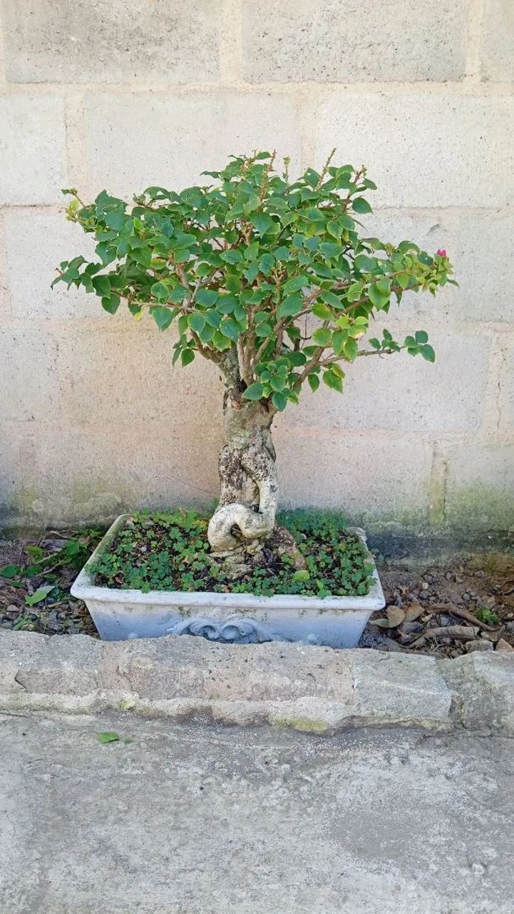Bonsai Buganvília 