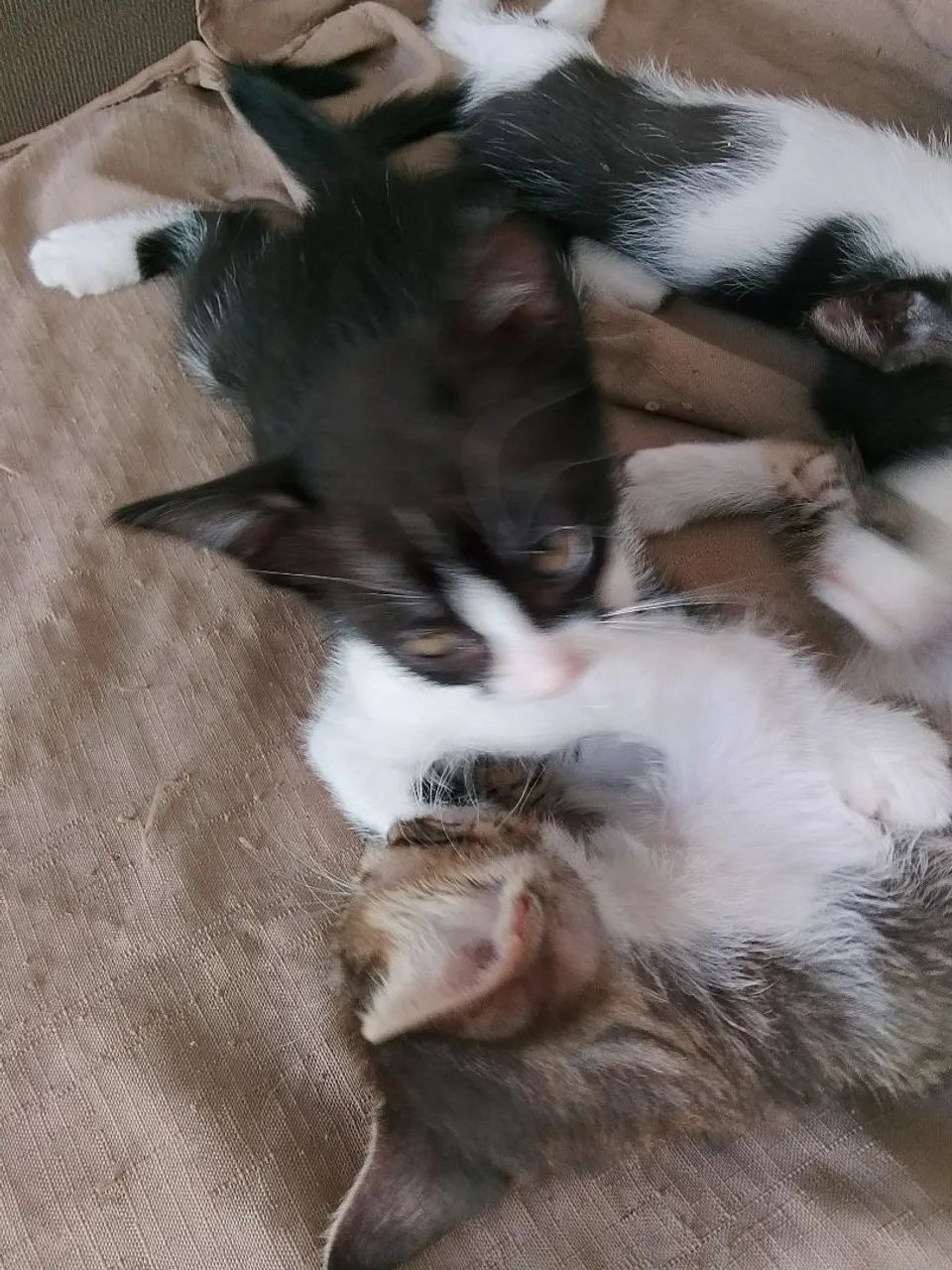 Gatos para adoção  - Foto 2