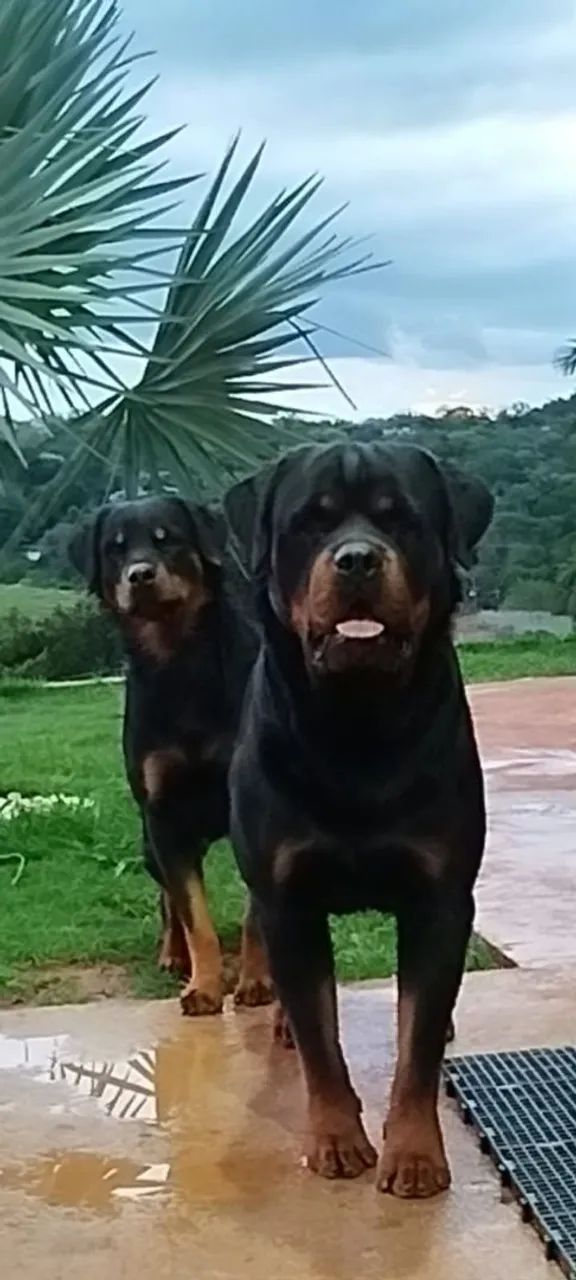 ROTTWEILER FILHOTE  - Foto 2