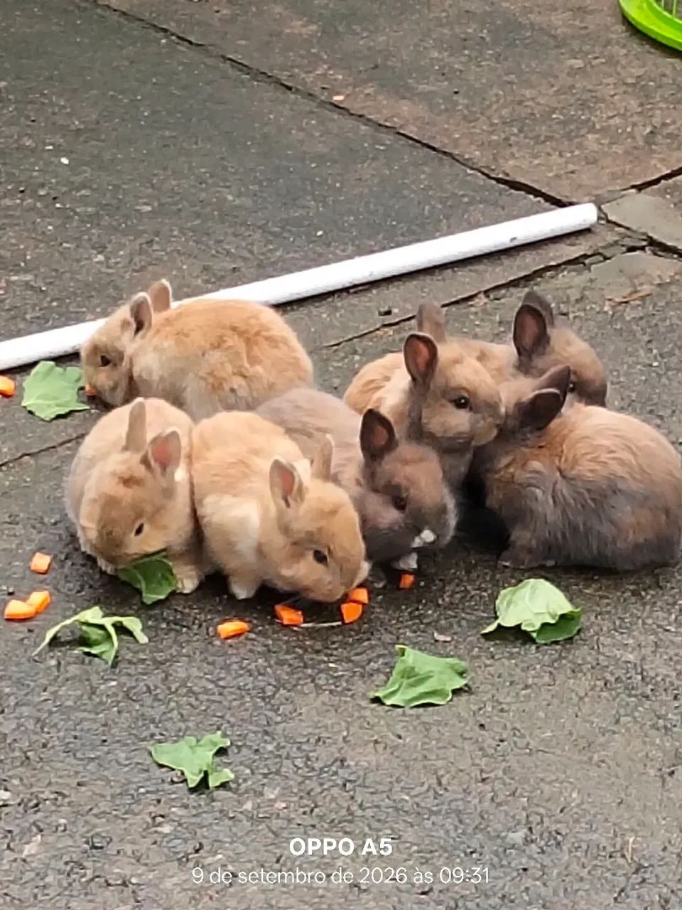 Coelhos 