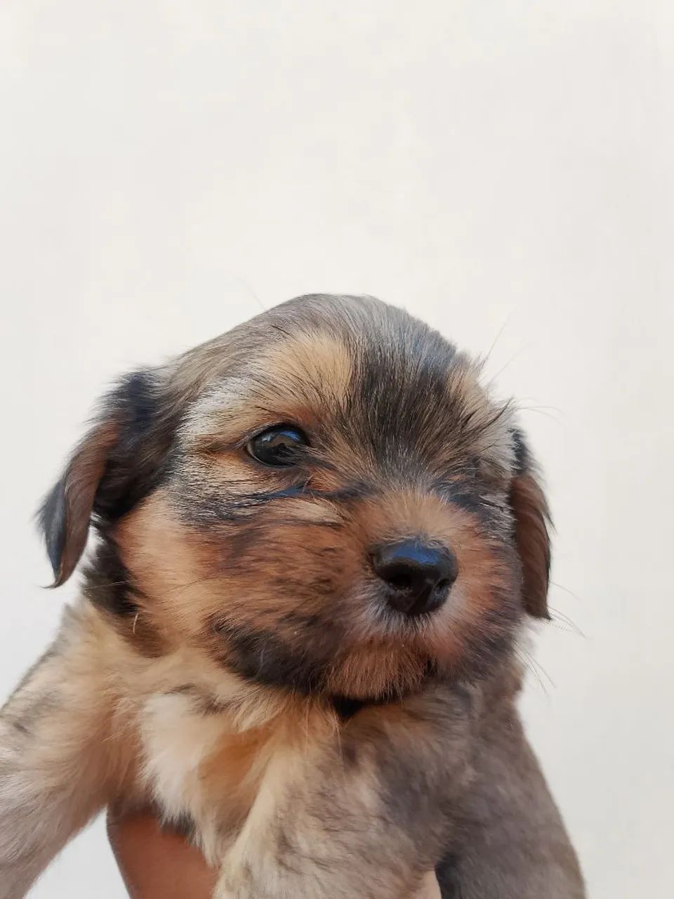 Cachorro  - Foto 2