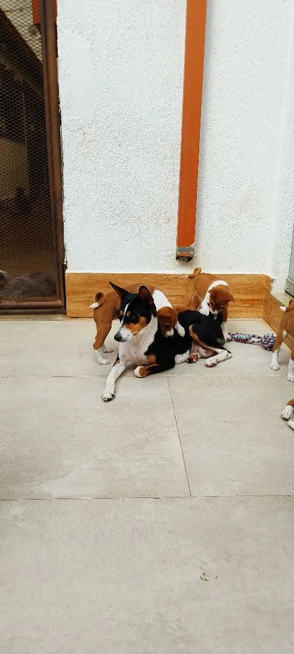 Filhotes de Basenji - Foto 5