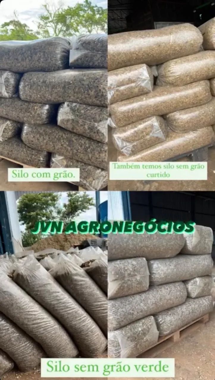 Silagem De Milho - Foto 2