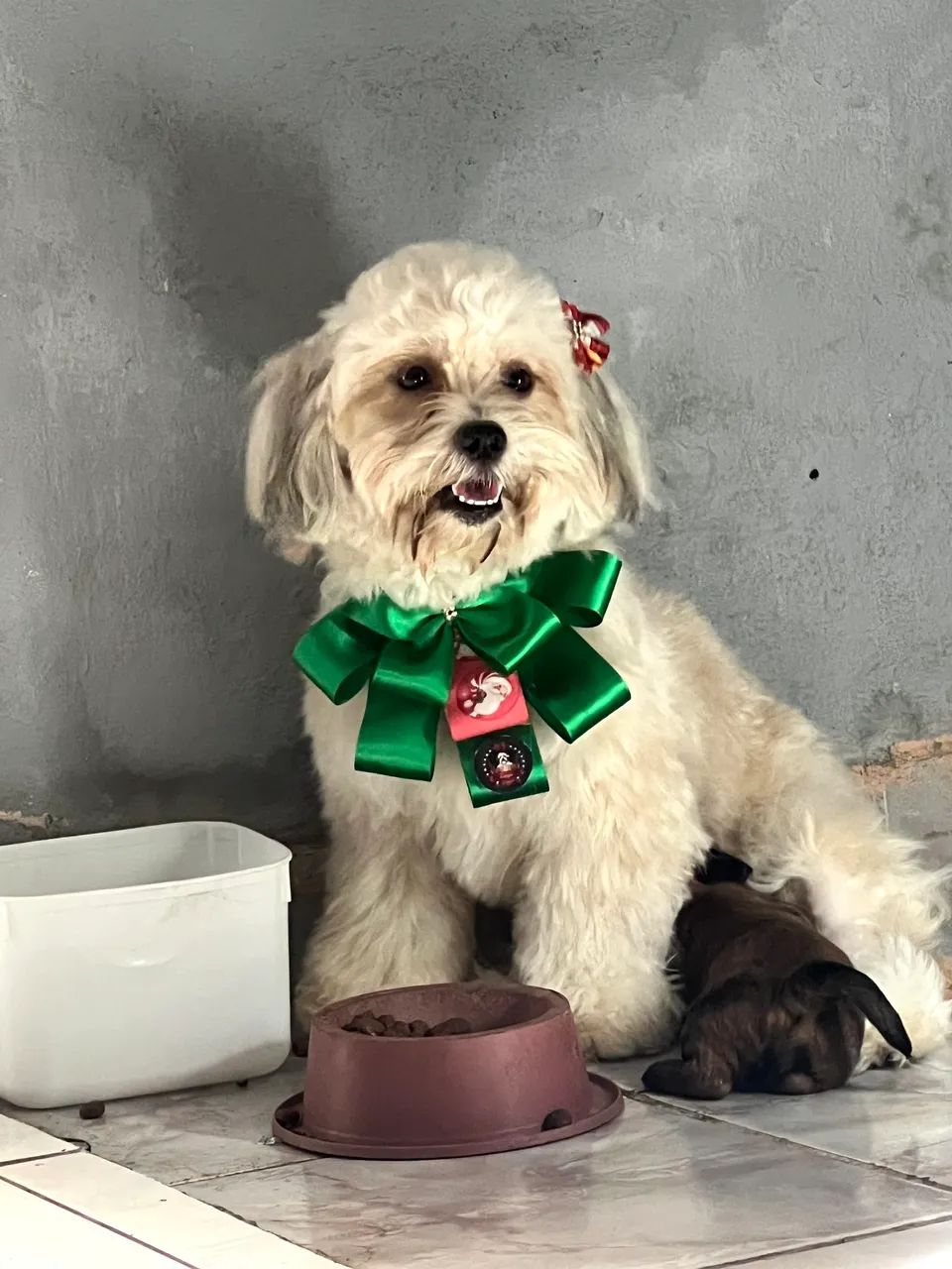 Cachorras Shih tzu com poodle - Foto 5