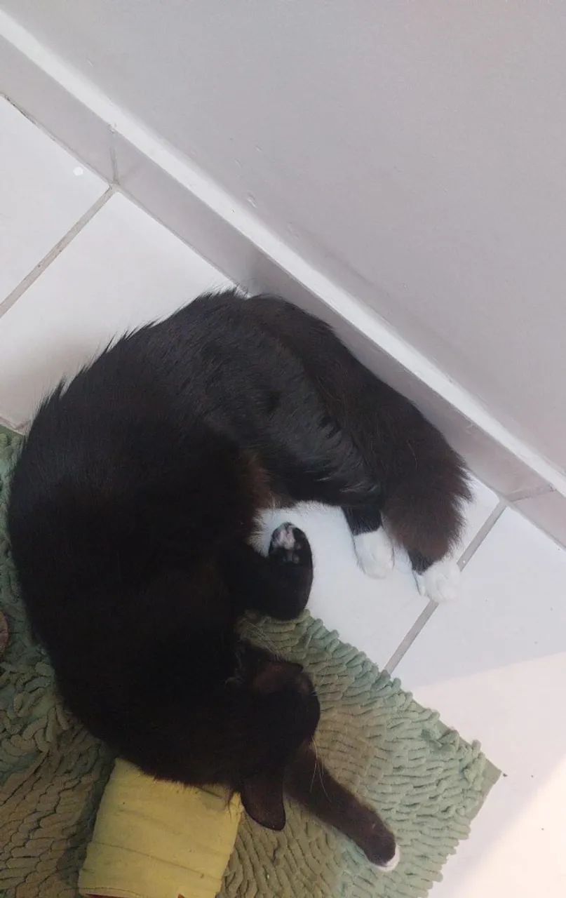 Doação de Gatinho Macho - Carinhoso + Kit Completo - Foto 3