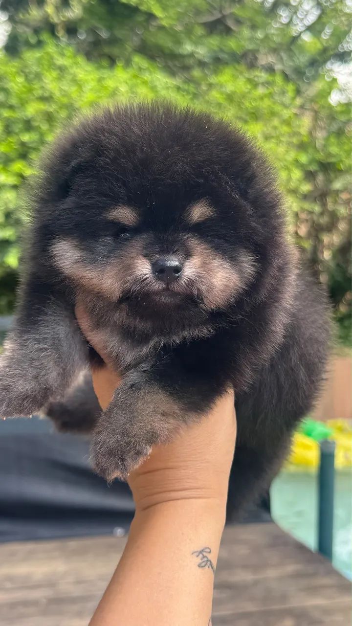 SPITZ ALEMÃO MACHINHO 
