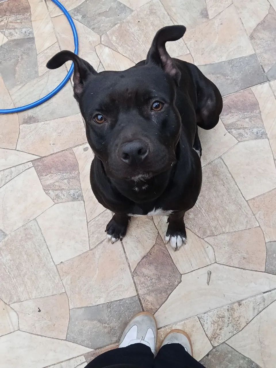 Doa-se Pitbull  - Foto 2