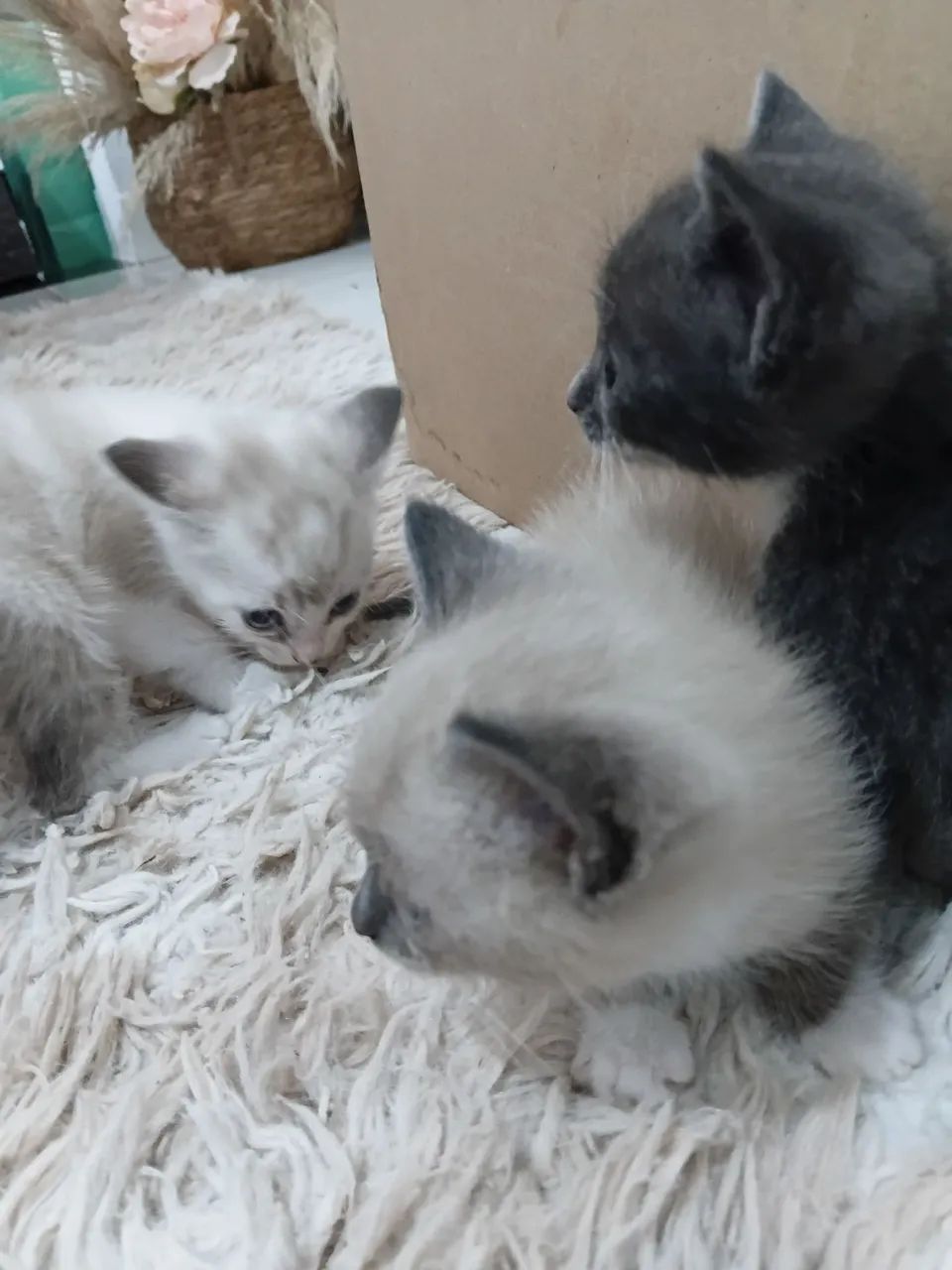 Gatinho filhote - Foto 2