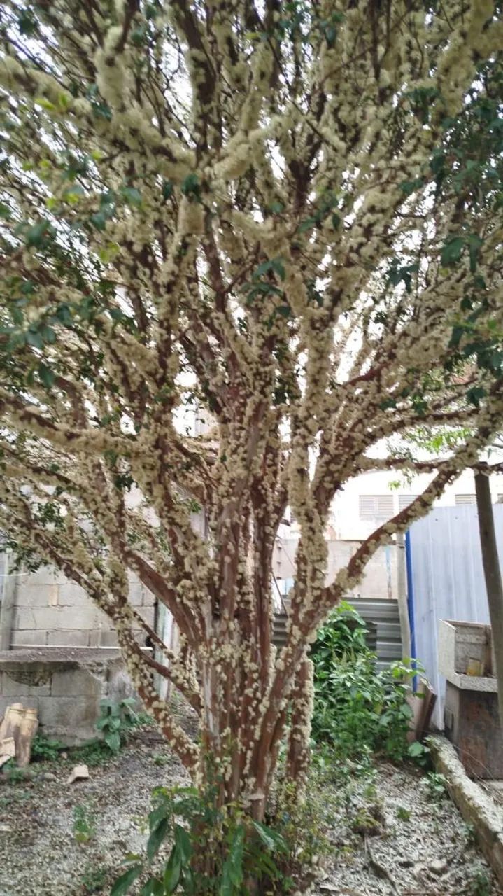 Frutíferas  - Foto 2