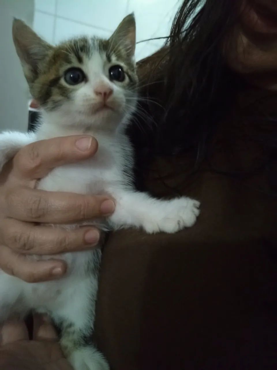 Gato para adoção responsável 