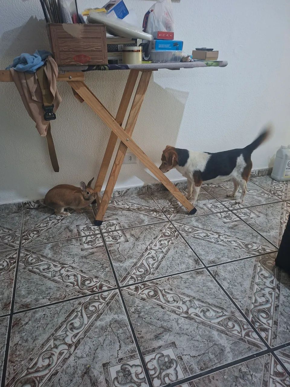 Hospedagem domiciliar para Pets - Foto 2