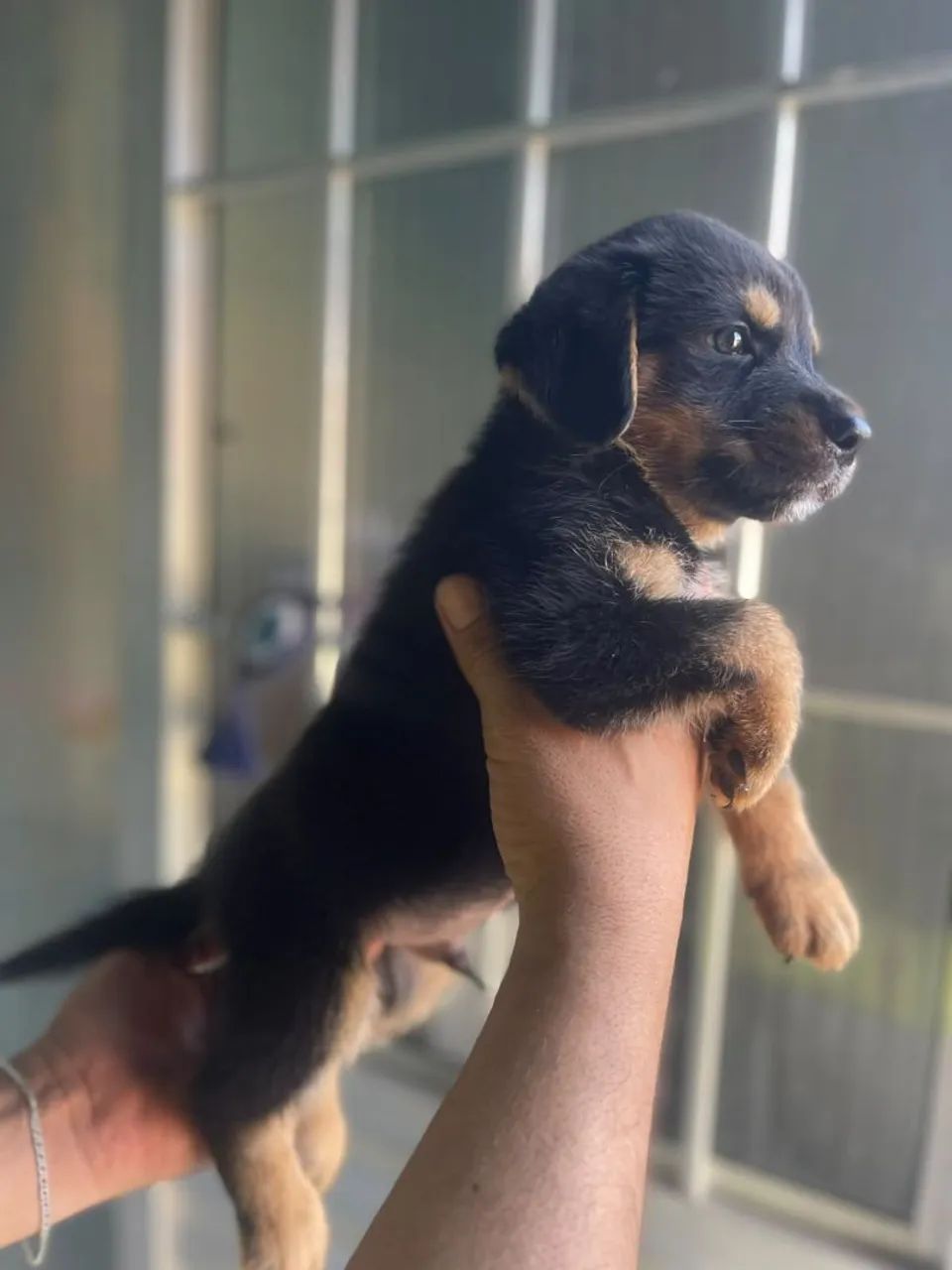 Rottweiler macho 