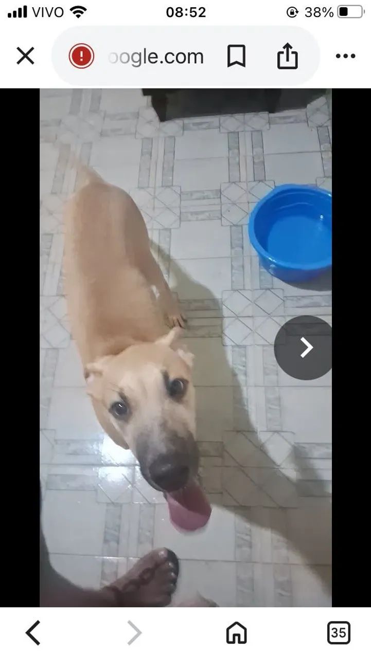 Adoção  - Foto 5