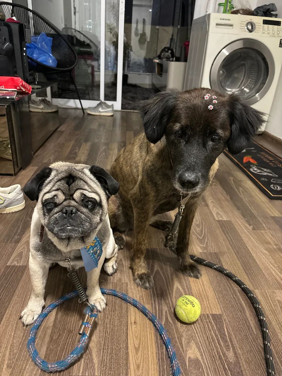 Cachorros pra adocao - Foto 4