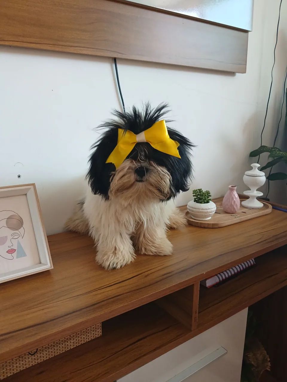 Shih tzu - Foto 2