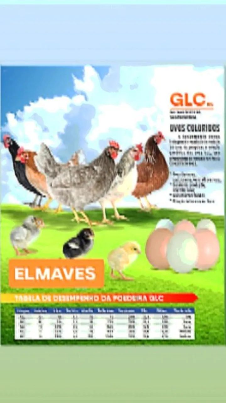 Poedeiras GLC. Pintainhas