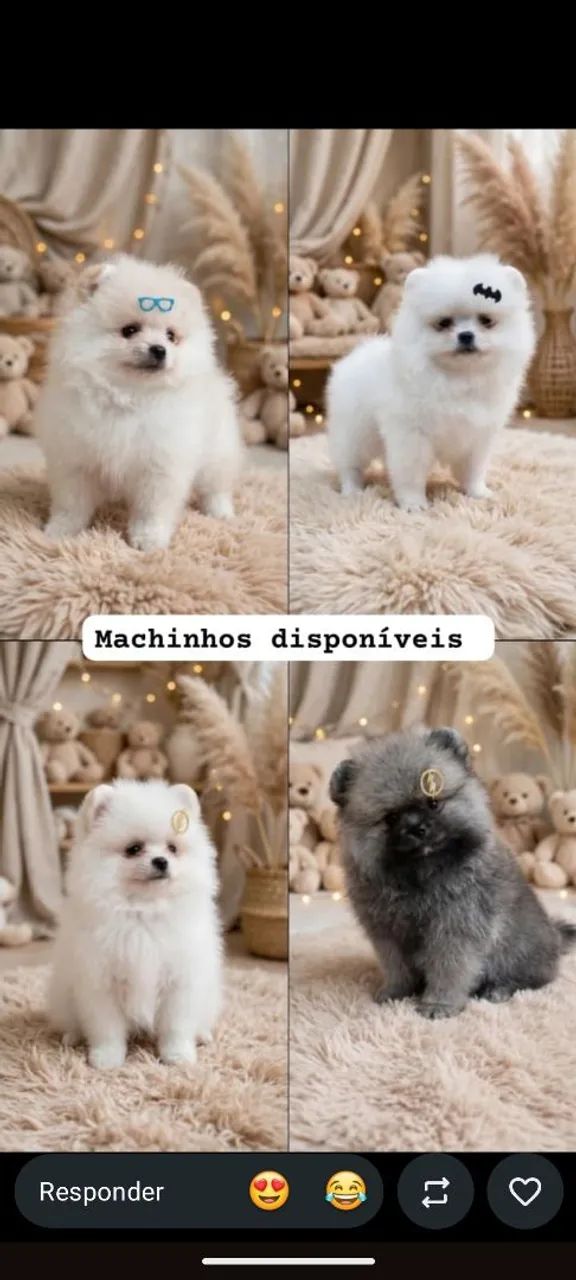 Spitz Alemão 