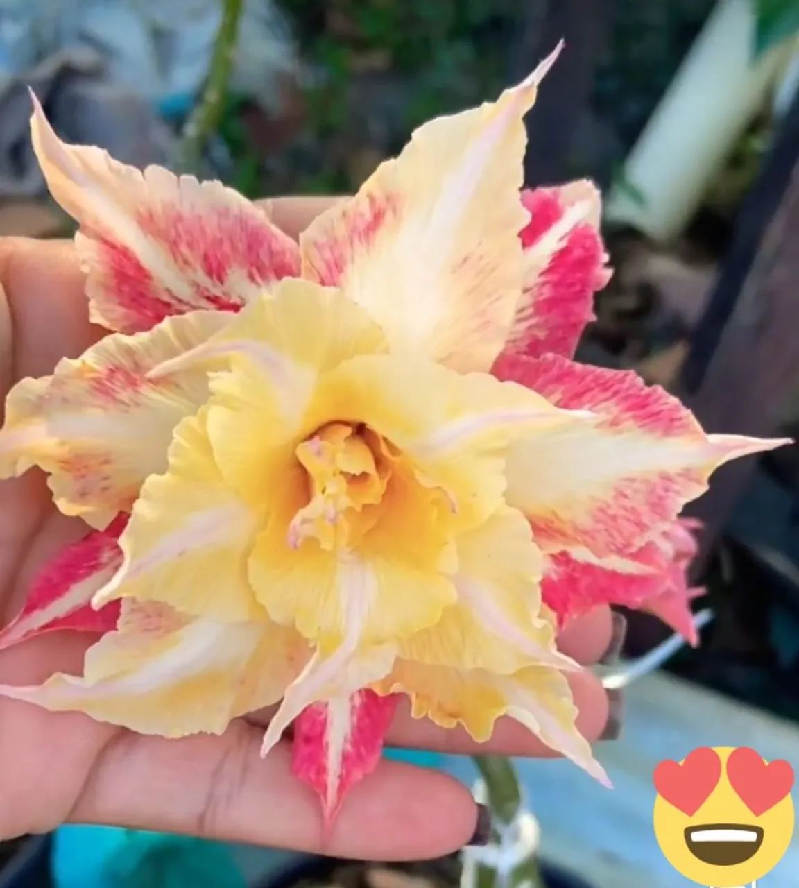 Rosa do deserto amarela  - Foto 4