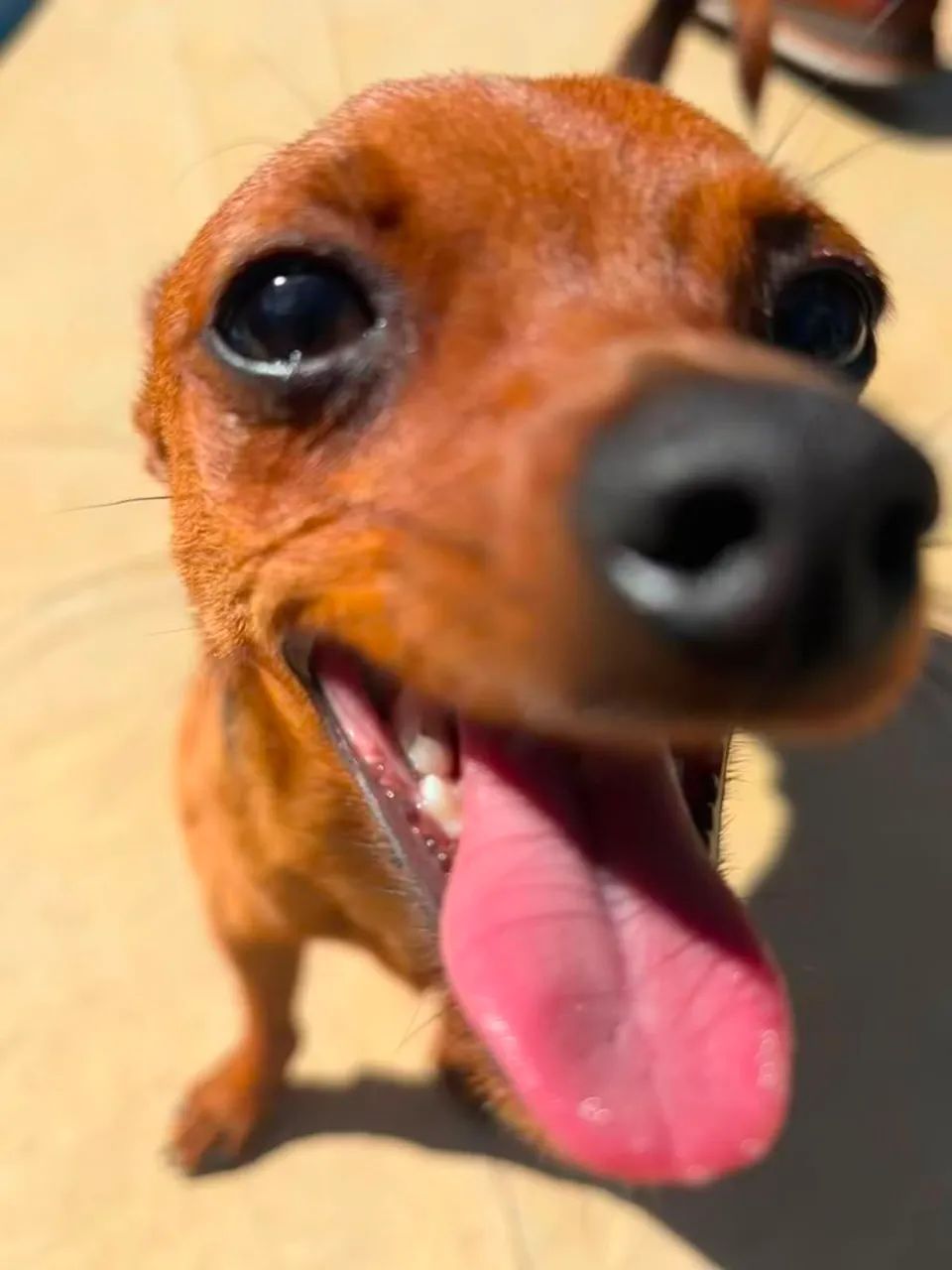 cachorro Pinscher  - Foto 3