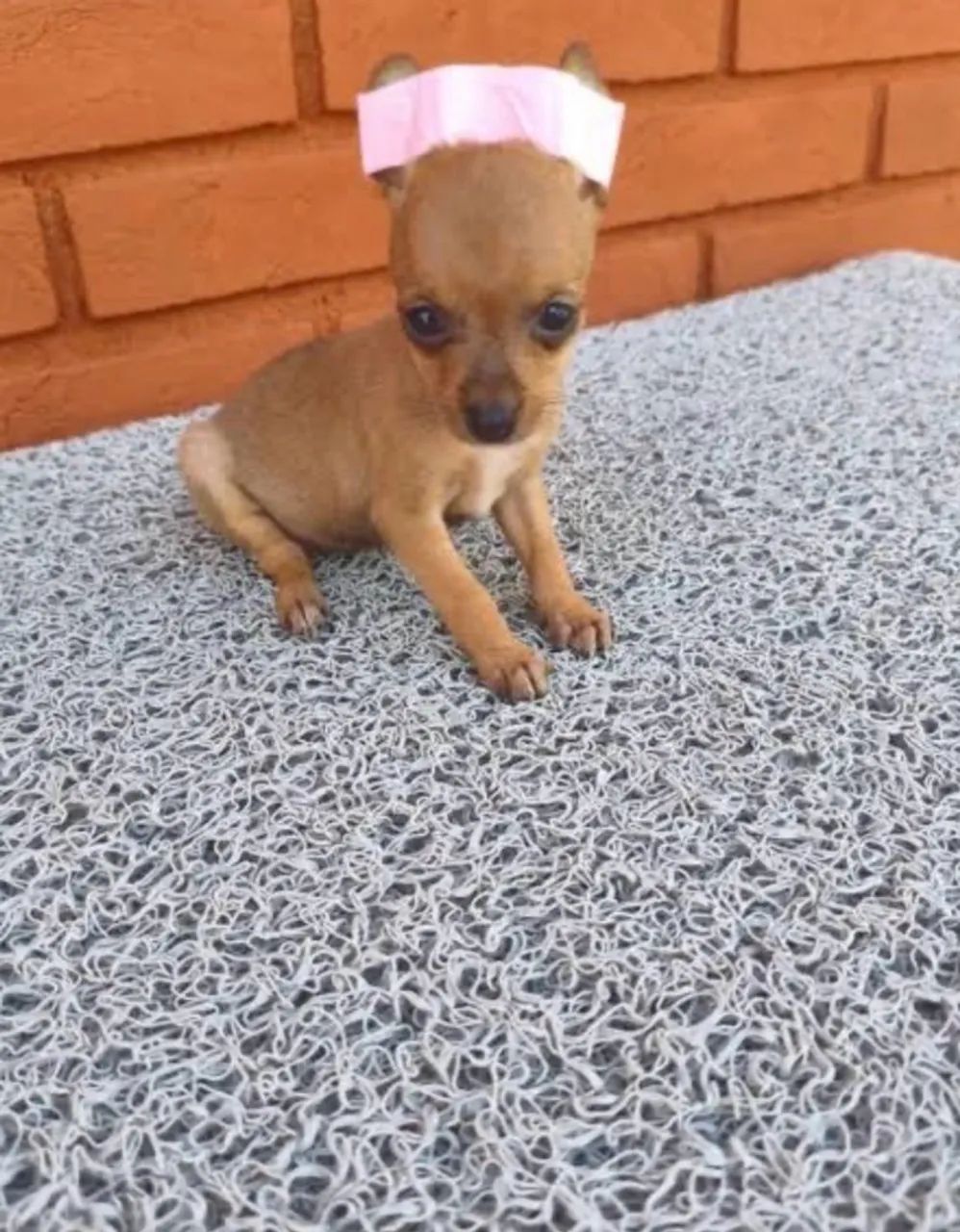 Fêmea de Pinscher 0