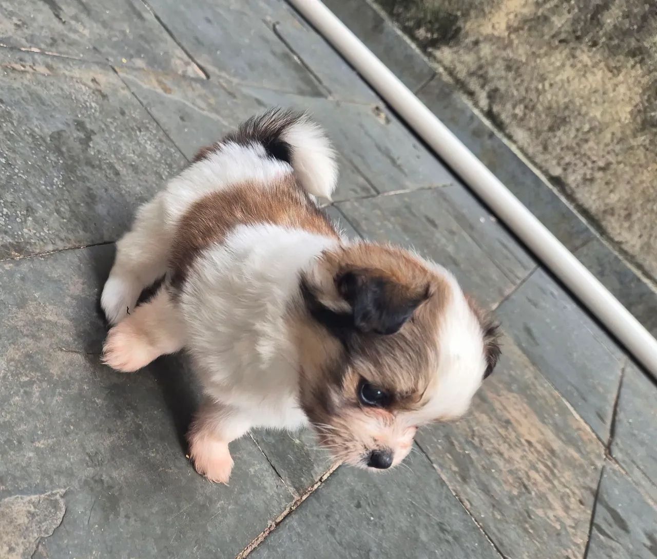 Filhotes Lhasa apso macho