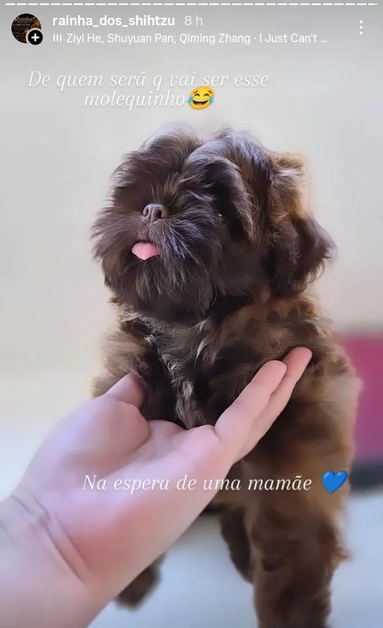 Mini shih-tzu  - Foto 2