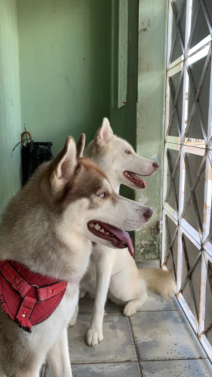 Vendo ! - Foto 4