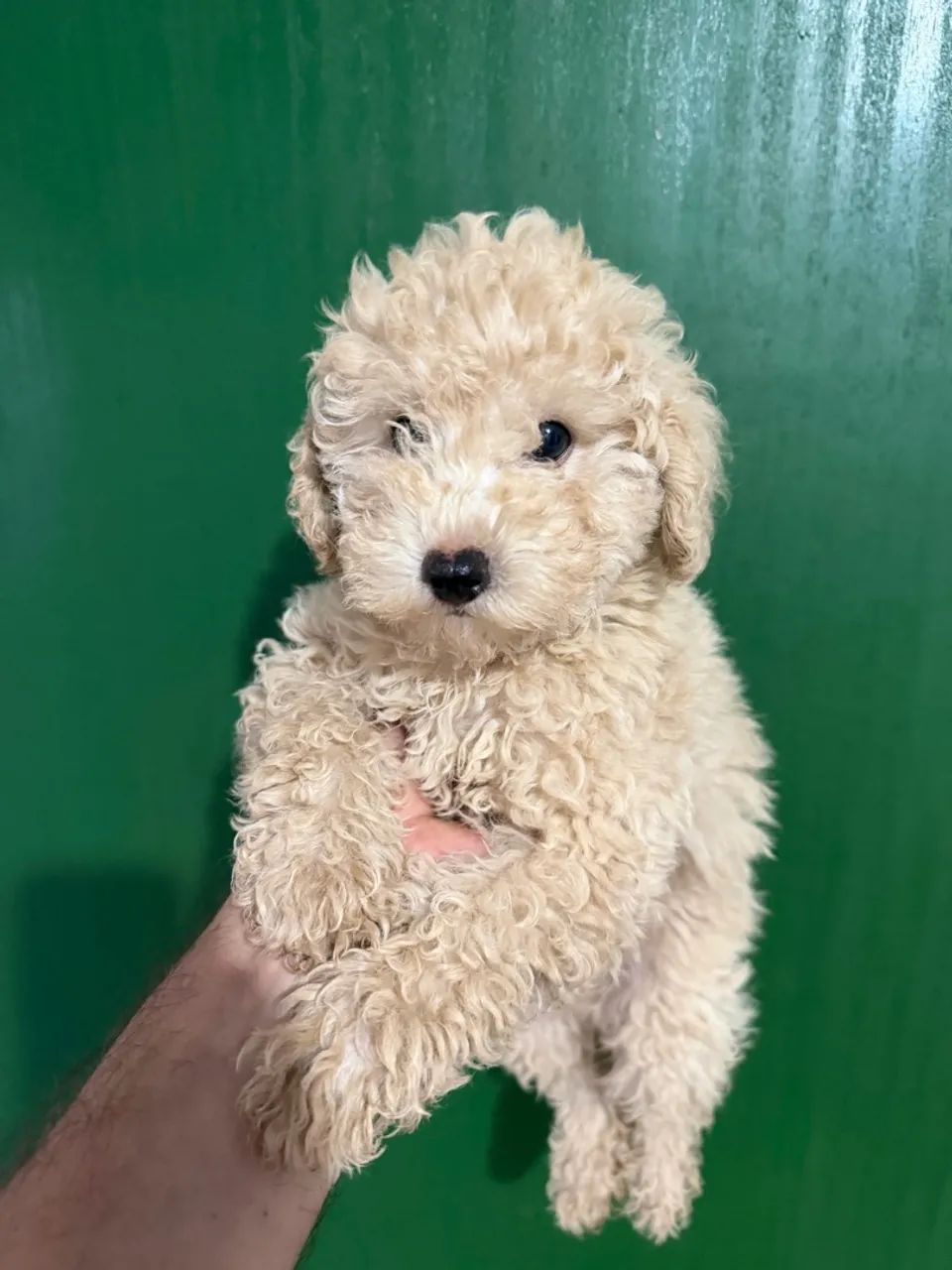 Poodle machinhos - Foto 5