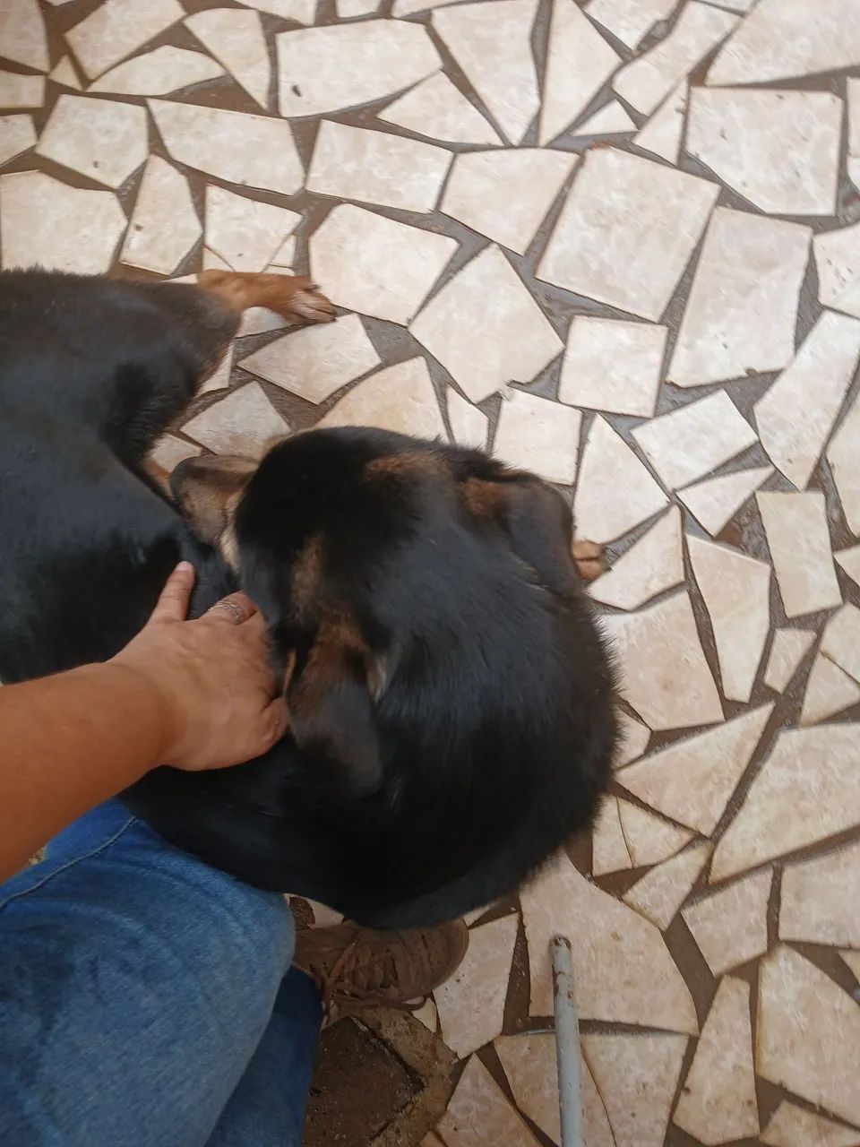 DOA-SE CACHORRO - Foto 5